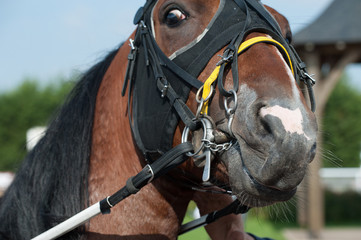 tête de cheval © compagnie-17