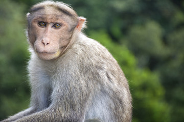 Naklejka premium Monkey in Indian roadside
