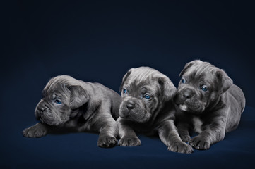 Cane Corso puppy
