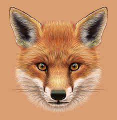 Obraz premium Illustrative Portrait of a Red Fox. The cute fluffy face of forest Fox.