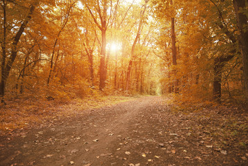 Path way in autumn forest