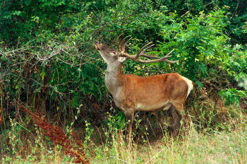 Red deer buck feeding on a tree