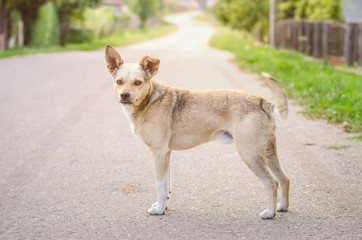 Cute sweet half breed dog on a rural road in a village looking at the camera with sunrays on the background and a warm light