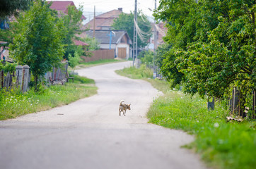 Rural alley in a romanian village with houses, fences, a orthodox cross, a bench and a dog walking full of fresh green grass and fruit trees everywhere
