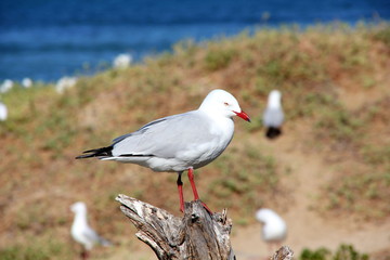 Möwe auf Holzpfosten