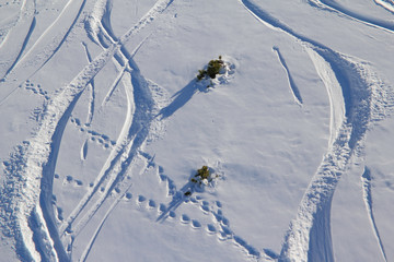 On soft snow traces of the ski and animals