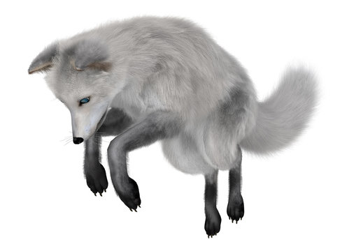 Arctic Fox