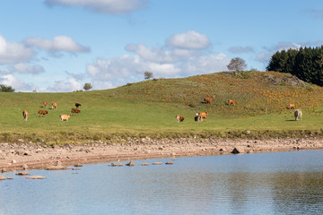Fototapeta na wymiar Vaches au bord de l'eau