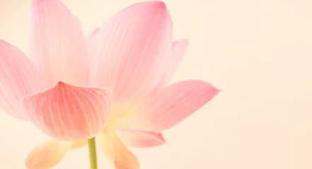 Deurstickers Lotusbloem zoete roze lotus in zachte en wazige stijl voor achtergrond