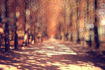 Fototapeta premium blurred background trees in autumn city park
