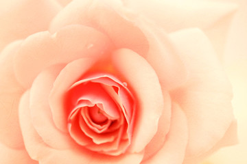 Fototapeta na wymiar sweet color pink roses in soft and blur style 