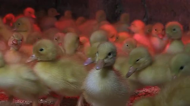 Hundreds of ducklings on the run, with some climbing over each other under a red light.