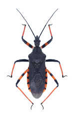 Bug Rhynocoris annulatus