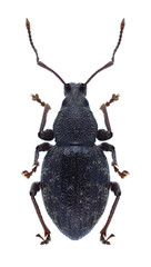 Beetle Otiorhynchus pilosus