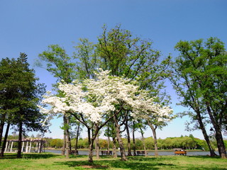 ハナミズキ咲く公園風景
