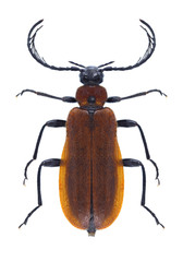 Beetle Schizotus pectinicornis
