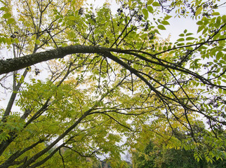 Amur cork tree