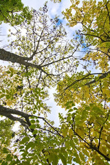 Amur cork tree