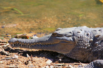 süßwasser Krokodil