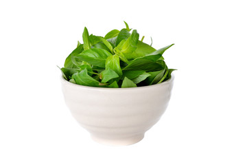 Hairy Basil, Ocimum basilicum in bowl on white background