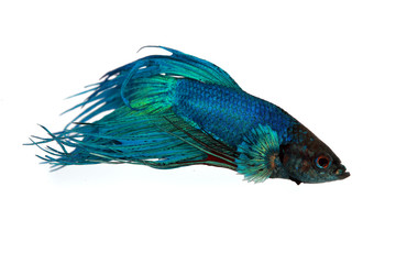 Obraz premium Colorful of Betta Fish closeup on white background.
