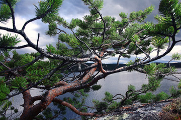 Summer landscape at the lake