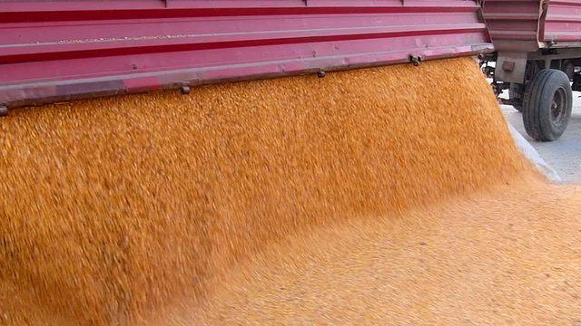 Corn grain in a agricultural silo, unloading from the tractor trailer after harvest, slow motion