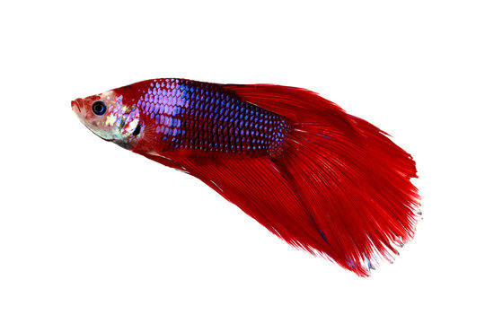 Colorful of  Betta Fish closeup on white background.