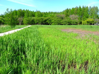 Obraz premium 春の湿地と林風景