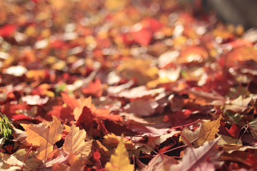 background texture of yellow leaves autumn leaf background