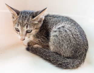 Little gray cute kitten in bucket