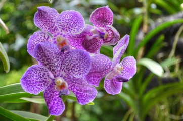 Orchidées Tachetées Violettes