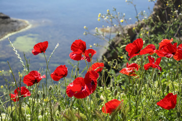 Obraz premium Red poppies at the seaside