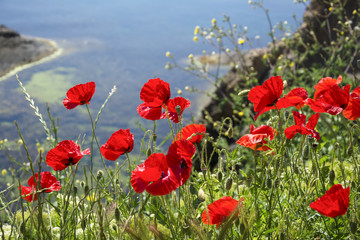 Red poppies at the seaside
