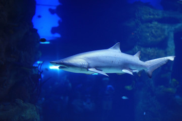 shark in the pool underwater photo