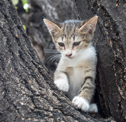 Pity cute kitten on tree