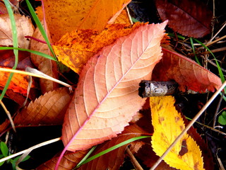 Foglie colorate d'autunno Valli di Susa Piemonte Italia