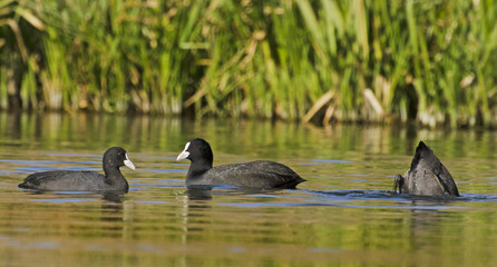 Coot on the lake (fulica atra)
