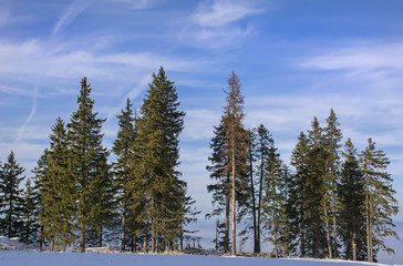 Obraz na płótnie Canvas Winter landscape in the forest