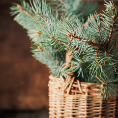 Branches of Blue Fir Tree in a Rustic Basket on Wooden Background