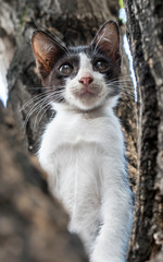 Little cute kitten on tree in garden