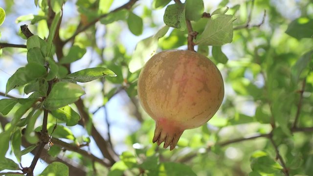  Fruit of a garnet tree