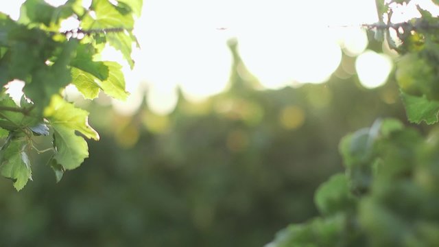 Sunny grape leaf on grapevine. closeup. winemaker