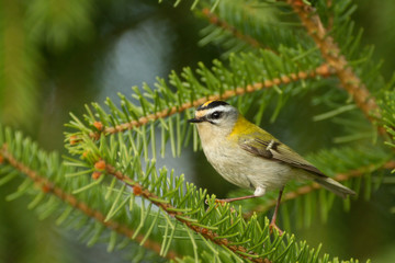Sommergoldhähnchen