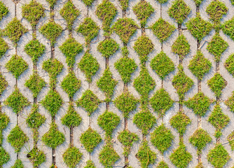 Green field background in textured concrete on pathway.