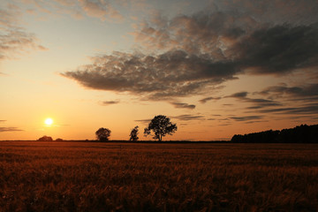 Sunset in Europe in a wheat field