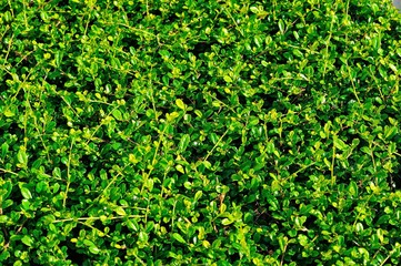 Green texture background