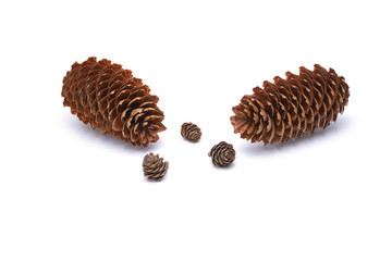 Fir cones