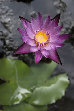Flor de nenufar