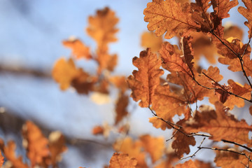background texture of yellow leaves autumn leaf background